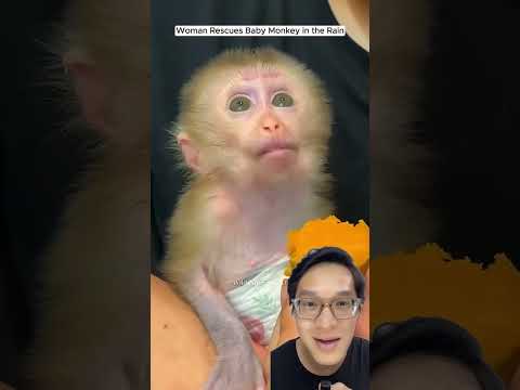 Chị gái tốt bụng nuôi chú khỉ con đáng thương #shorts #monkey #animals