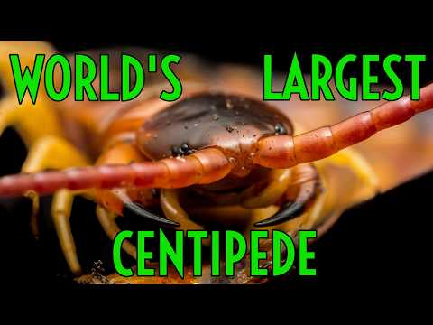Unboxing a MASSIVE & VENOMOUS Centipede! Scolopendra galapagoensis 'DARK'