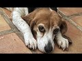 Rose's Rescue and Journey