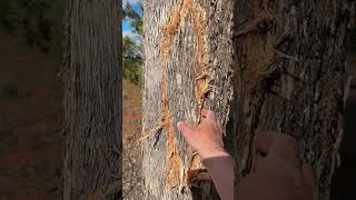 Aboriginal Wiradjuri Coolamon. #respect #aboriginalculture #nature #dji