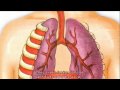 Respiratory System Functions and Mechanics