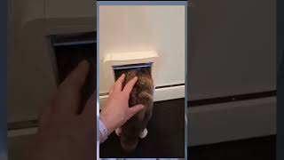 Best funny cats video of all time