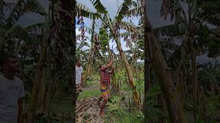 How bananas are cut, food (episode 3090) 😱 #shorts #trending