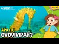 Kuis tentang Hewan Ovovivipar