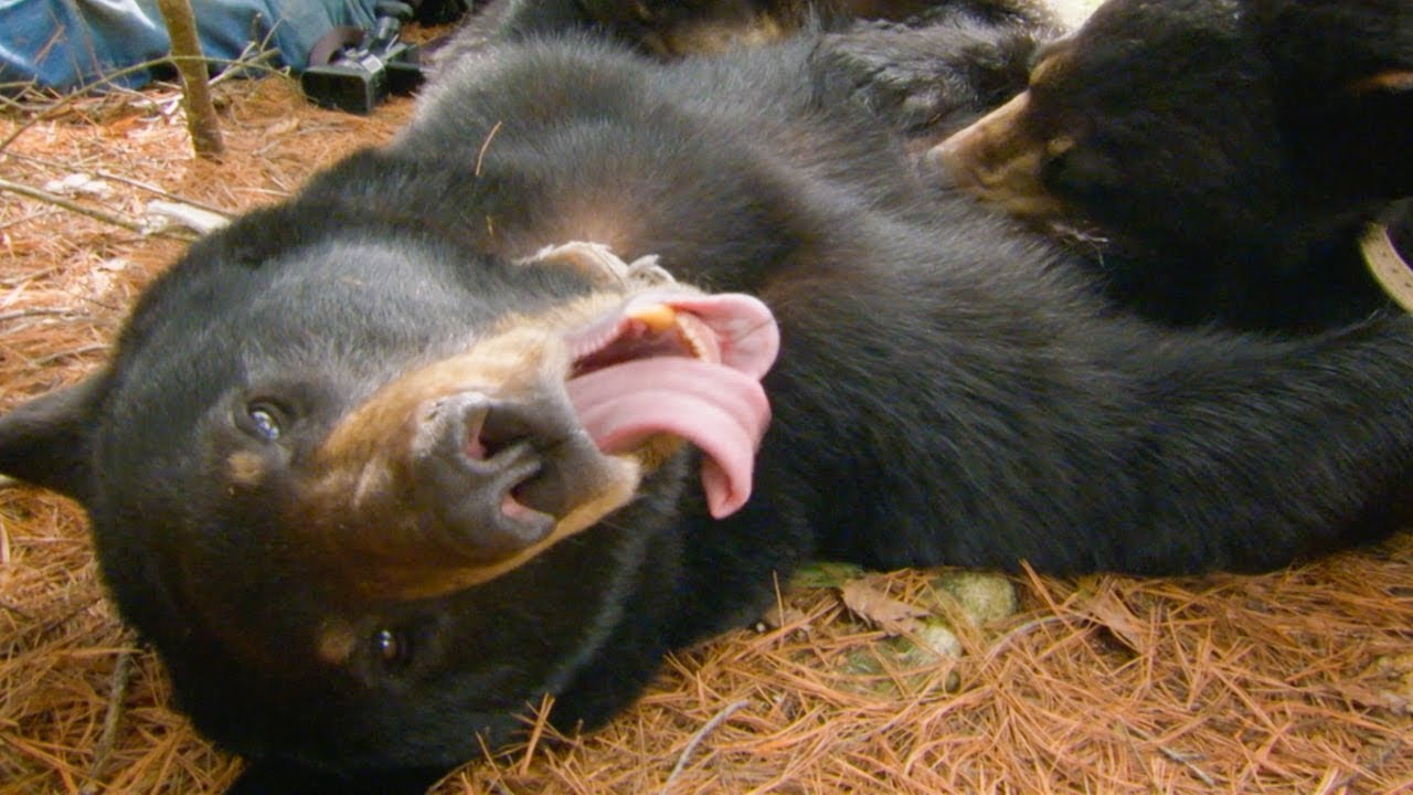Cute Black Bear Cubs PURRING while Feeding BBC Earth
