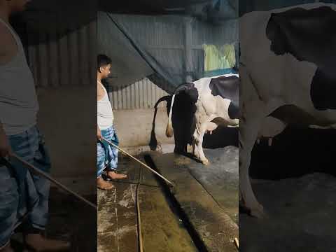 প্রতিদিন এত রাত করে কেনো গরুর ঘর ছাফা করি ? #india #reels #assam #farming #cow #milking