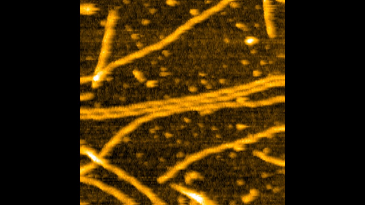 Actin filaments on Mica with APTES thumb