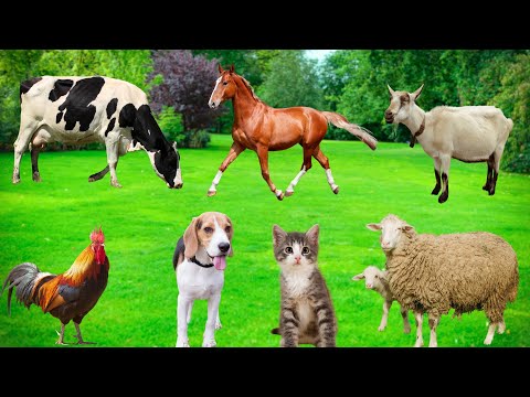 Beautiful Pets - Cows, Horses, Chickens, Cats, Dogs, Ducks - Animal Moments