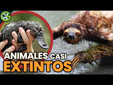 ¿Por qué estos ANIMALES No se han EXTINGUIDO? 🦥