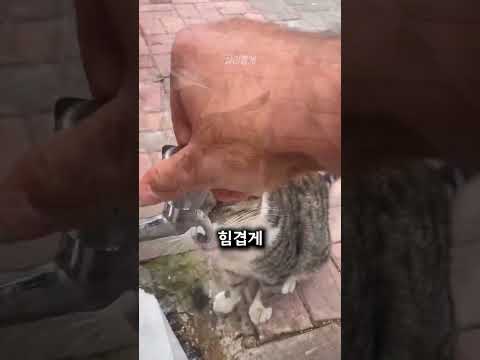 목이 마른 고양이를 발견한 남성?