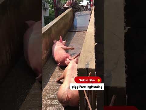 I Moved a Pig from a Truck to a Farm and SURVIVED!