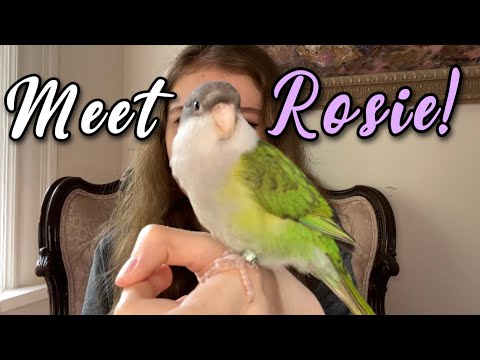 Introducing Rosie! My (not so) new Sierra Parakeet