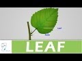 Leaf Structure and Functions