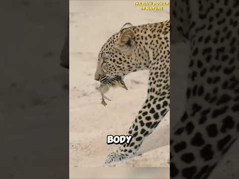 Baby Goose Outsmarts Leopard