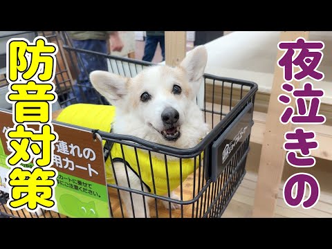 本犬と一緒に防音素材を探しに行きました！【シニア犬の夜泣き】