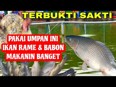 FAKTA‼️ Kalau Umpannya Enak Ikan Kecil Dan Babon Pasti Makan Telak