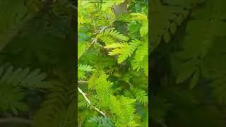 Acacia de Constantinopla en Bonsái