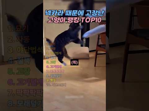 넥카라 때문에 고장난 고양이랭킹 TOP10