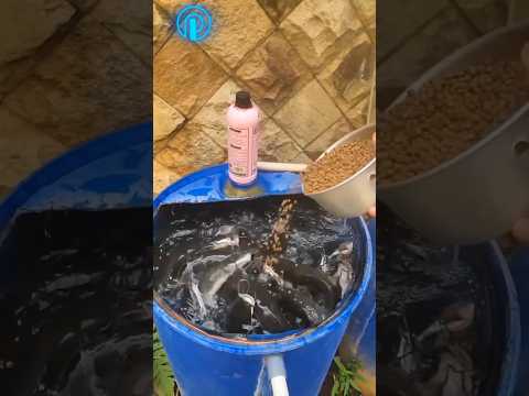 Budidaya Lele di Drum Air Bekas #lele #budidayalele #budidaya