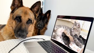 German Shepherds Were Confused when they watched a video of a Mom Cat with a Newborn Kittens!