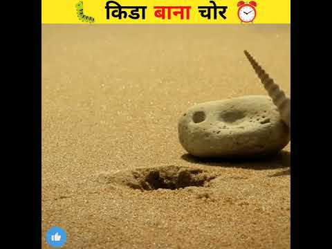 कीडा बाना सबसे बड़ा चोर 🤔 | किडा गया चोरी करने | #shorts #shortsfeed #youtubeshort #yt #ytshort