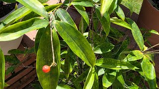 my lovely plant