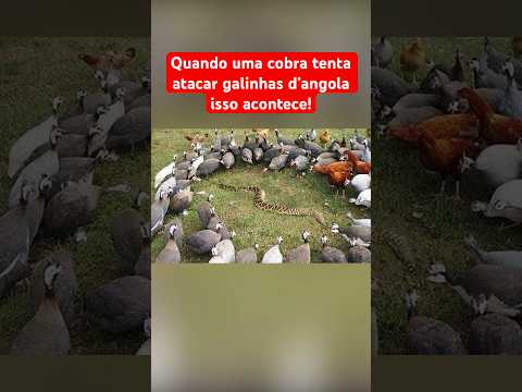 QUANDO UMA COBRA TENTA ATACAR GALINHAS D'ANGOLA ISSO ACONTECE