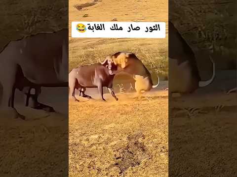 الثور فاز بالمملكة #ابو يزن #اكسبلور #الثور #الاسد #ملك