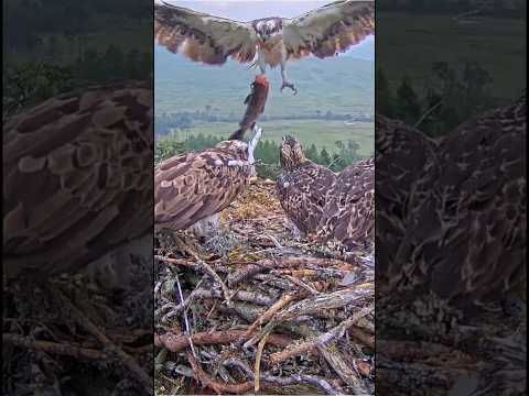 #wildlife #nest #birds #eagle #animals #nature