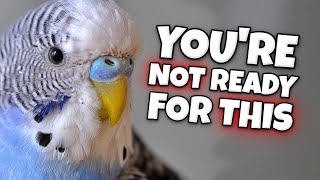 The DARK Side about Owning a Bird