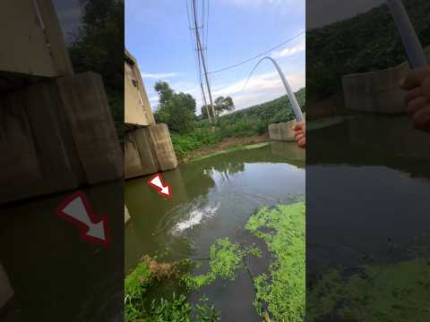Red corn? Bite... Catching for all fish..? #shorts #fishing #viralvideo