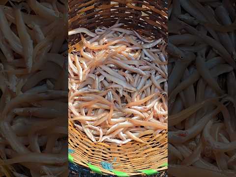 என்னது கடல் பாம்பா ⁉️ #trending #minivlog #shortsfeed #shortsfeed