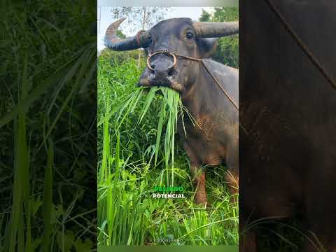 El curioso hábito de las búfalas al pastar #vizionspano #shorts #viral #trending