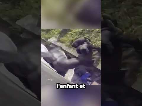 "Quand un gorille devient le protecteur inattendu d’un petit garçon 🐒"