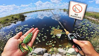 Pescando Lagos Prohibidos! | Pez Cabeza de Serpiente, Tucunare y más…