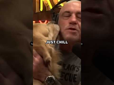 Joe Rogan Talks About What Makes Dogs So Special #shorts