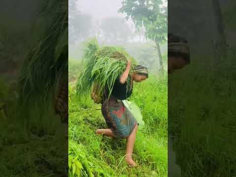 rural village life of nepal#amazingnepal #wonderfulnepal #beautyofnepal #travel #goodlifenepal