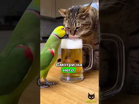 Барсик против Гоши: битва за пиво! 🍺😂 Кто победит — кот или попугай?🤨