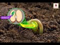 Seed Structure and Function Concepts