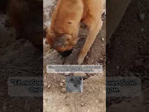 Её малыши ушли, но сердце всё ещё рядом с ними…