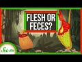 Carnivorous Plants and Their Unique Nutrient Strategies