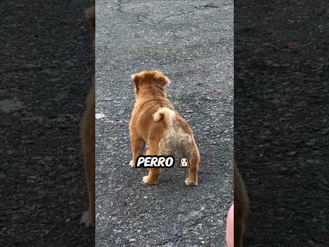 Cuando tu perro ladra por ambos extremos 😂🐶