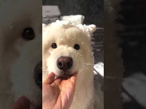 Cutest husky stuck outside in snow🥹😍||#shorts #viral #viralvideo #shortsfeed #husky #dog #snow