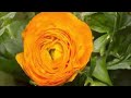 Blomstring og Kirsebærblomster