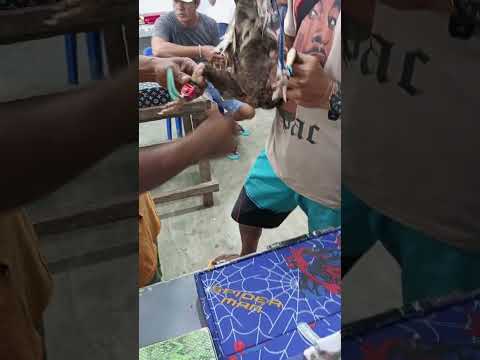 Dalwang Bakal #shortvideo
