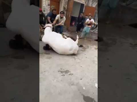 Anari Qasai || Angry Cow