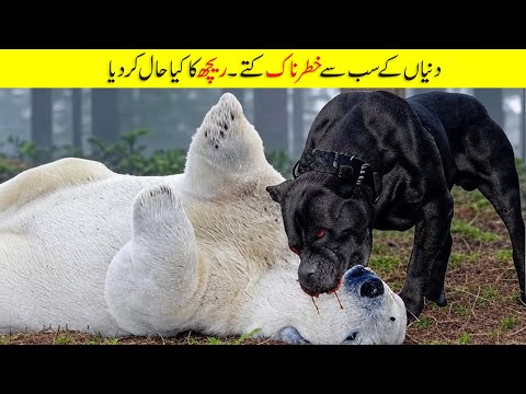 These Dogs Don’t Fear Lions, Bears, or Even Wolves