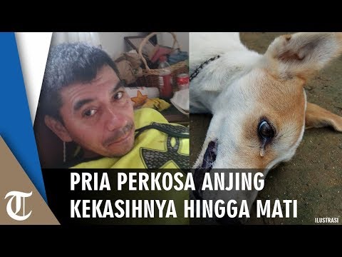 Download Video Pria 52 Tahun Perkosa Anjing Hingga Mati Karena Pacarnya Tak Pulang Download Video Pria 52 Tahun Perkosa Anjing Hingga Mati Karena Pacarnya Tak Pulang