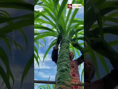 Unique technique of farming sugarcane 😲 #facts #shorts #farming #technique
