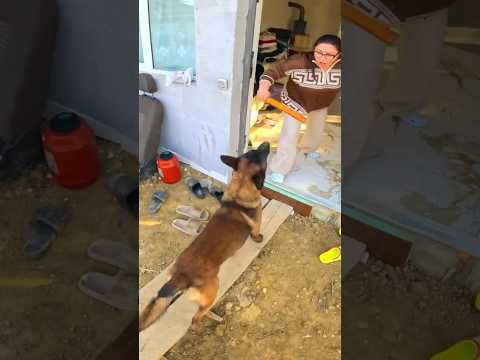THE FOUND DOG AND THE ANGRY WIFE #funny #viral #humor #comedy #dog #wife